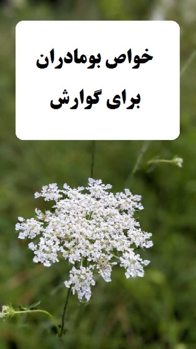 خواص بومادران برای گوارش