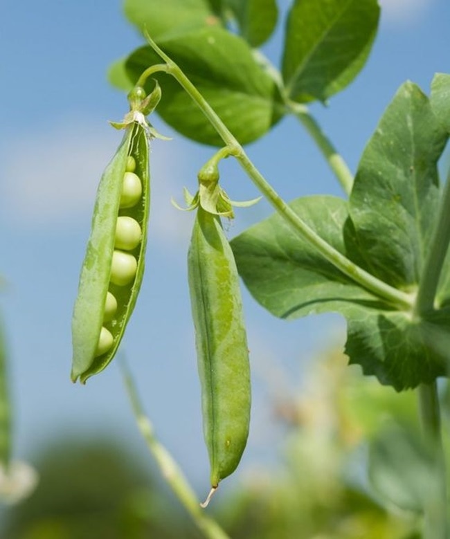 خواص سویا برای لاغری