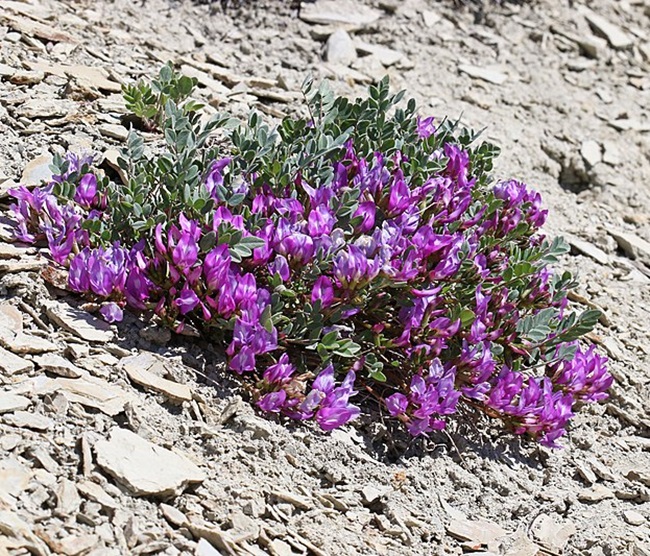خواص کتیرا برای معده