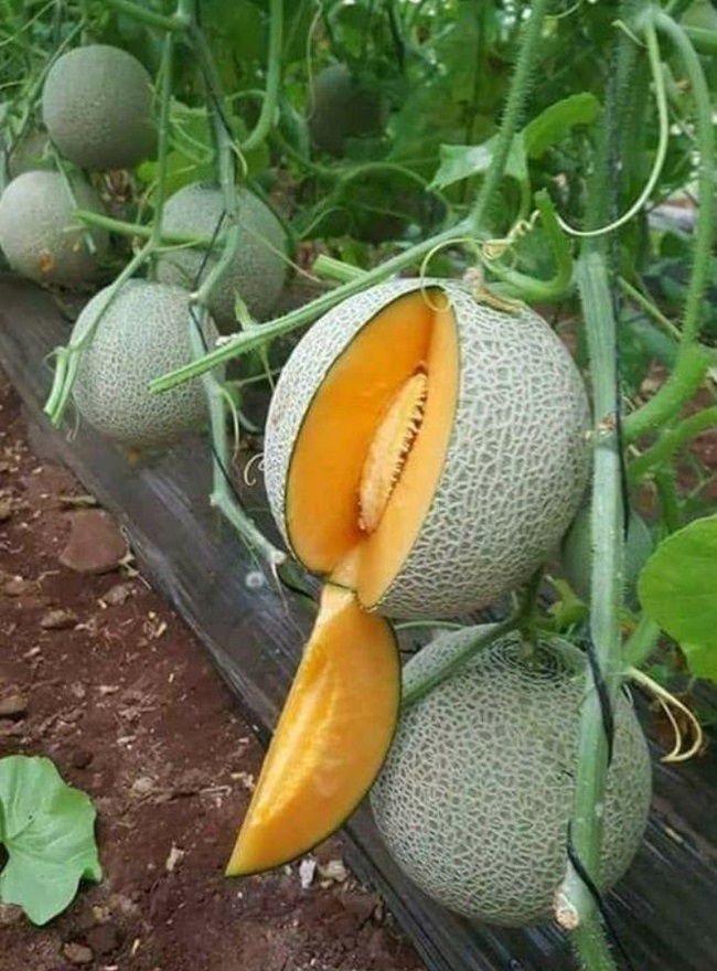 خواص طالبی برای زنان