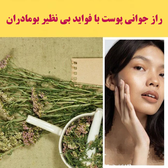 فواید بومادران برای جوان سازی و پاک سازی پوست و خواص دیگر آن