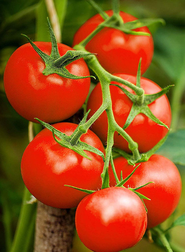خواص گوجه فرنگی برای کم خونی