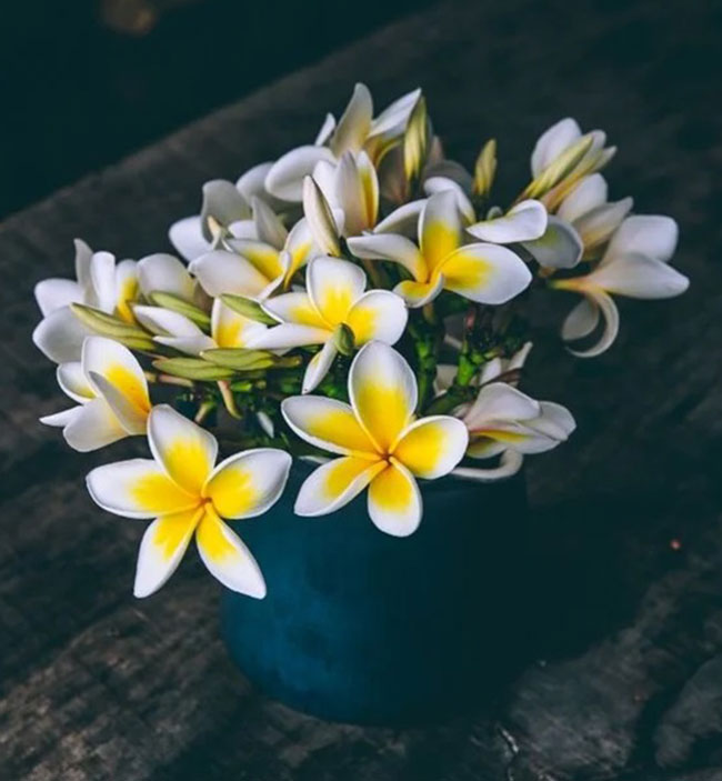 خواص گل یاس برای لاغری