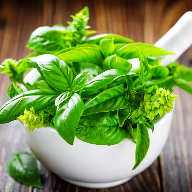 Benefits basil kidneys (۲)