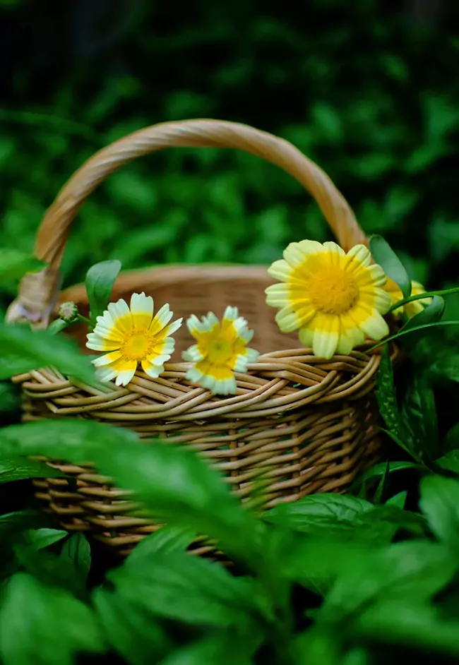 خواص بابونه برای روده