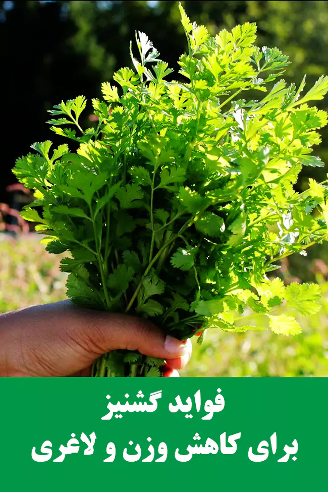 خواص گشنیز برای لاغری