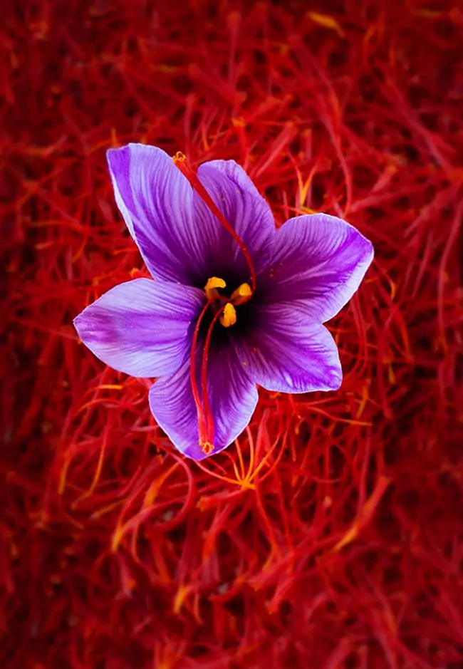 خواص زعفران برای سرطان