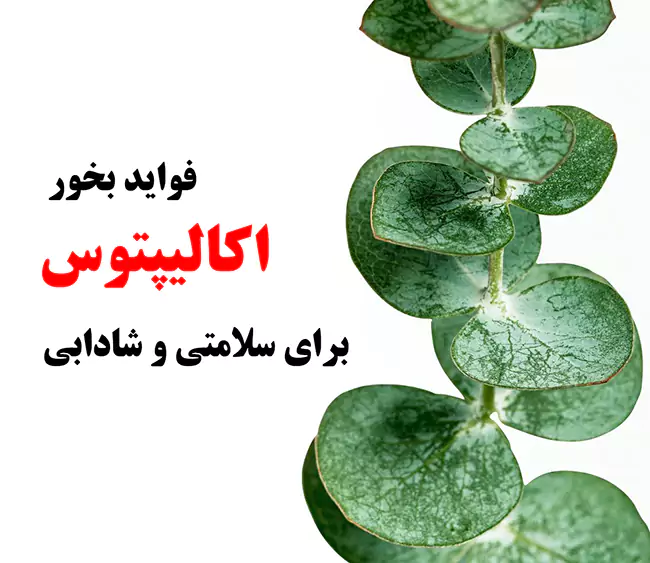 طرز استفاده از بخور اکالیپتوس